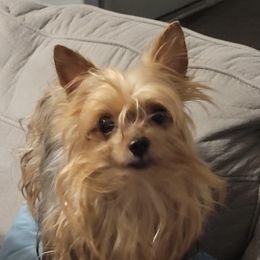 JoJo - Yorkshire Terrier