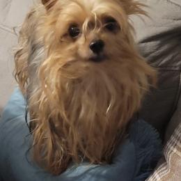 JoJo - Yorkshire Terrier