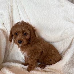 Pepper - Red male Cavapoo puppy in Sherwood, Michigan from Patrick's Puppies