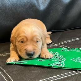 Green - Golden male Golden Retriever puppy in Lake City, Minnesota from Windcliff Goldens