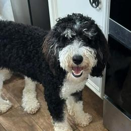 Astro - Bernedoodle