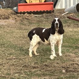 Lacey - English Springer Spaniel