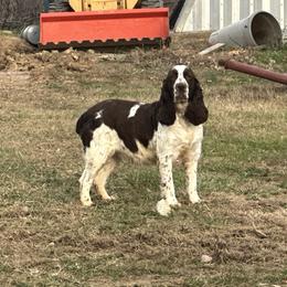 Lacey - English Springer Spaniel