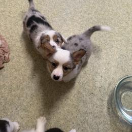 Snowflake - Blue merle and white female Cardigan Welsh Corgi puppy in Atascadero, California from California Corgis and Kunes