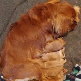 Cavalier King Charles Spaniel Puppies from Dawn Miner's Cavalier King Charles Spaniels