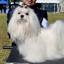 CH AJ - Maltese