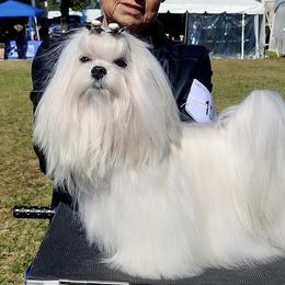 CH AJ - Maltese