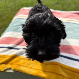 Green-Mini - Black male Goldendoodle puppy in Millville, New Jersey from Michelle's Doodles