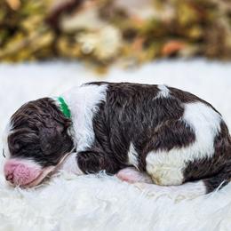 Tawny - Parti female Poodle puppy in Gaylord, Michigan from Dog Mom Co. Poodles