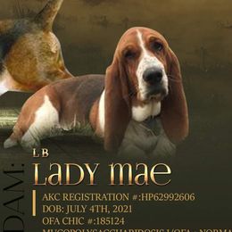 Mae - Basset Hound