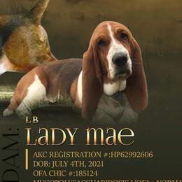 Mae - Basset Hound