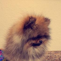 French Bulldog and Pomeranian Puppies from Purrs N Poms
