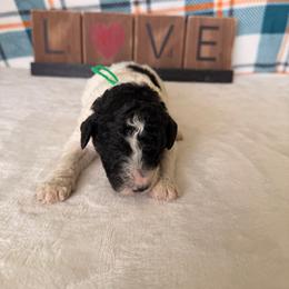 Tin Man - Parti male Poodle puppy in Luana, Iowa from Country View Bernedoodles and Goldendoodles