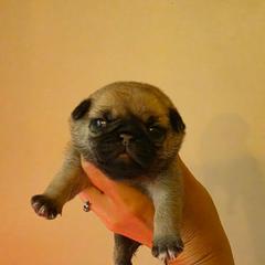 Rebecca - Fawn female Pug puppy in Lugoff, South Carolina from Peak Bullies and Pugs SC