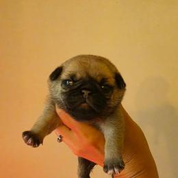 Rebecca - Fawn female Pug puppy in Lugoff, South Carolina from Peak Bullies and Pugs SC