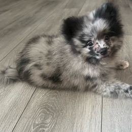 Wyatt - Pomeranian puppy from Rangers Pomeranians