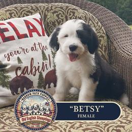 Betsy - Gray and white female Old English Sheepdog puppy in Cleveland, Tennessee from Narrow Path Old English & Sheepadoodles