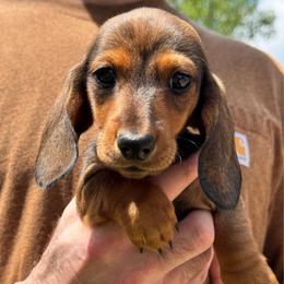 Mason - Red male Dachshund puppy in Richmond, Kentucky from Cemcade Dachshunds