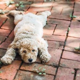 Goldendoodles from Southern Pups
