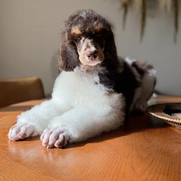 Gala - Phantom female Poodle puppy in Ocala, Florida from Bernedoodles of Florida