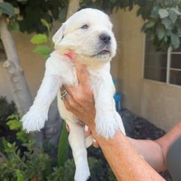 Summer - Light golden female Golden Retriever puppy in Atwater, California from Michelle‘s English cream golden retrievers