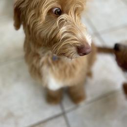 Goldendoodle Puppies from Aloha Sunset Doodles, LLC