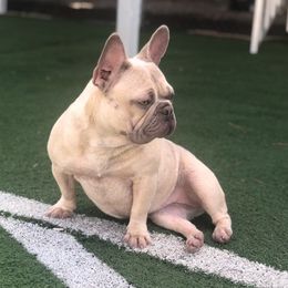 Vanity - French Bulldog