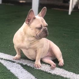 Vanity - French Bulldog