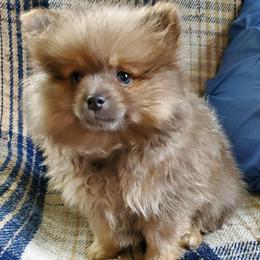 Olivia - Lavender female Pomeranian puppy in Bellevue, Iowa from Fluffy Wonders Poms and Doodles