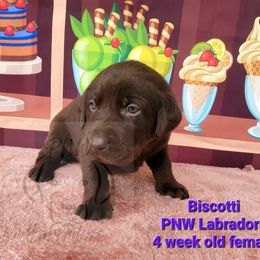 Girl 2 - Chocolate Labrador Retriever puppy in Rogue River, Oregon from PNW Labradors