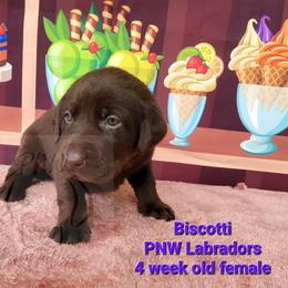 Girl 2 - Chocolate Labrador Retriever puppy in Rogue River, Oregon from PNW Labradors