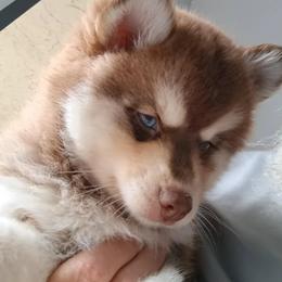 Pomsky Puppies from Your Friend Seamus' Studds