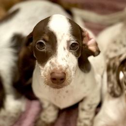 Dina - Piebald female Dachshund puppy in Sterling, Colorado from Country Chics Doxies