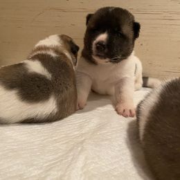 Akita Puppies from Gloe Akita's