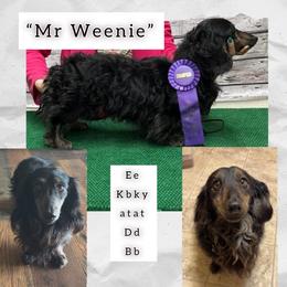 Mr Weenie - Dachshund