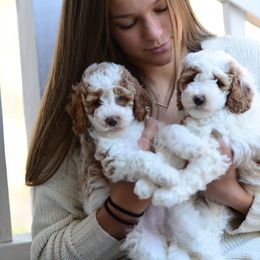 Goldendoodle Puppies from Glittering Grace Goldendoodles