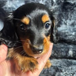 Clint - Black and tan male Dachshund puppy in Argos, Indiana from TKO Doxies