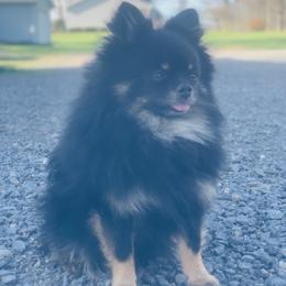 Griffin - Pomeranian