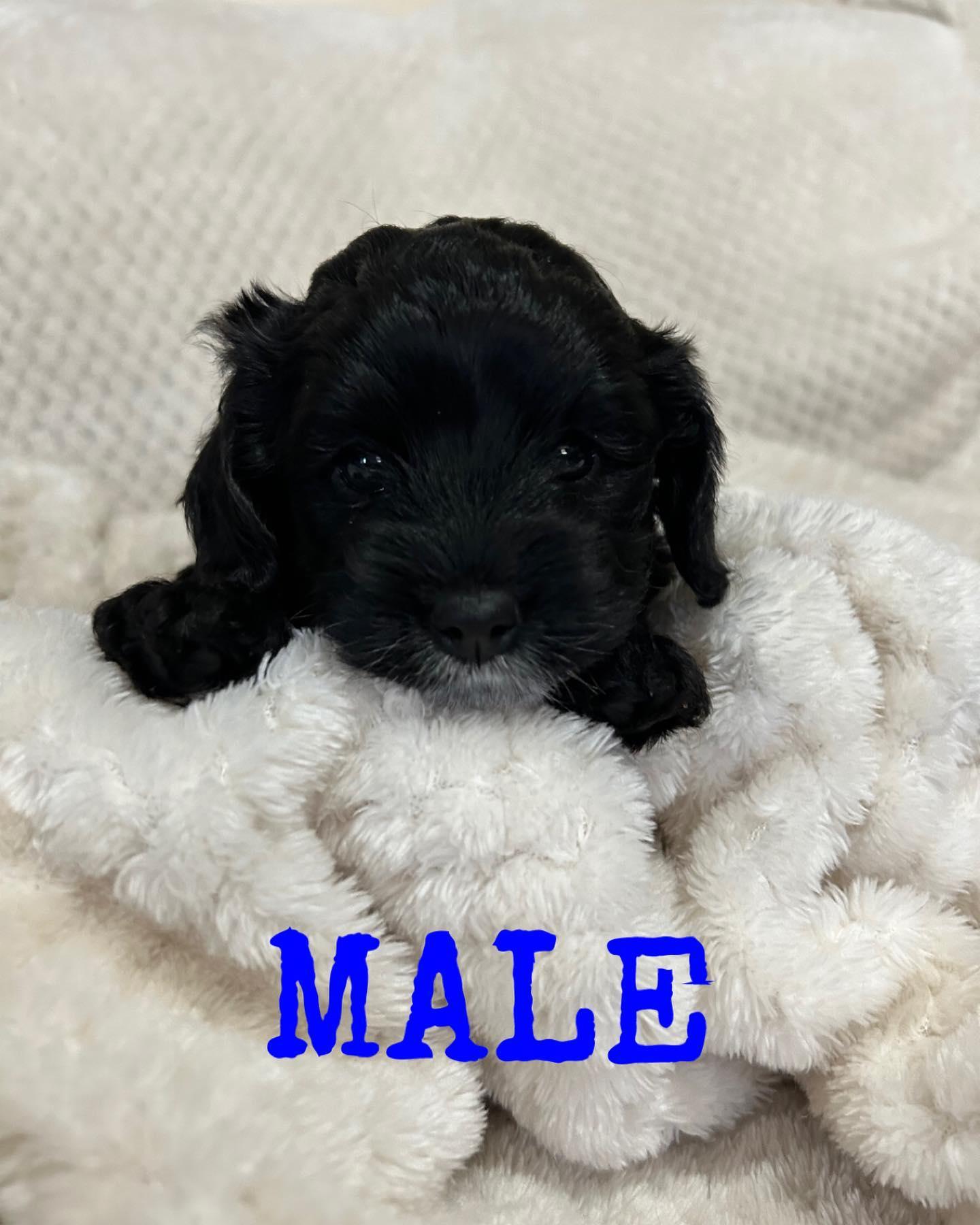 Penny’s Perfect Pups in Utah | Cockapoo and Cocker Spaniel puppies ...