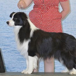 Edison - Border Collie
