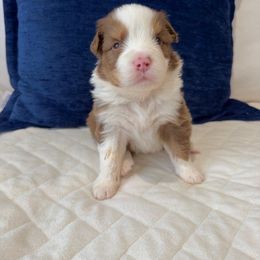 Fins - Red tri-color Australian Shepherd puppy in Patchogue, New York from South Shore Aussies