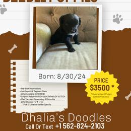Goldendoodle Puppies from Dhalia’s Doodles