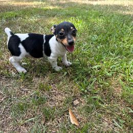 Humpty Dumpty - White and black male Teddy Roosevelt Terrier puppy in Denham Springs, Louisiana from K&B Menagerie Teddy Roosevelt Terriers