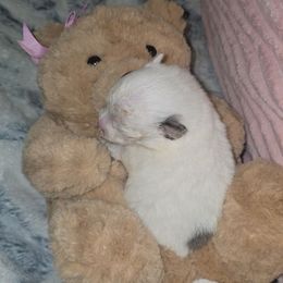 Girl 3 - Blue parti female Pomeranian puppy in Angleton, Texas from Pomeranian Palace, LLC