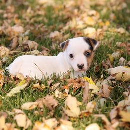 Nerf - Tri-color male Jack Russell Terrier puppy in West Bend, Iowa from Blue Skies Terriers