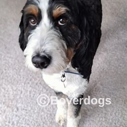 Bernedoodles from Boverdogs