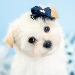 Maltipoo puppies from Country Lane Doodles