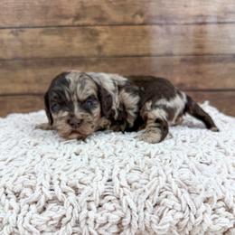Macchiatto - Merle male Cockapoo puppy in Beresford, South Dakota from DAKOTA DOOD RANCH