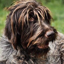 Dani - Wirehaired Pointing Griffon