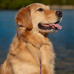 Golden Retriever puppies from Hollow Valley Kennels Golden Retrievers & Belgian Malinois